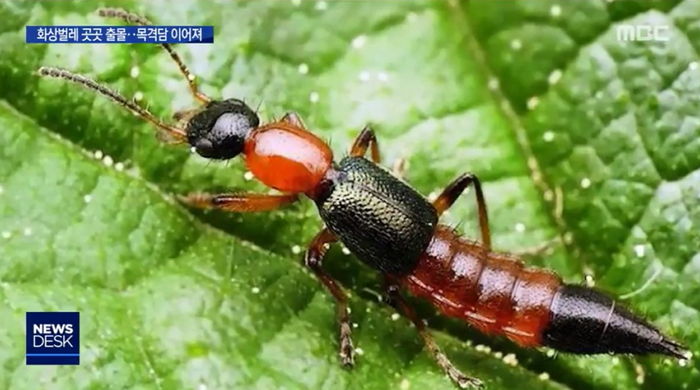 스치기만 해도 붓고 따가운 ‘화상 벌레’가 전국으로 퍼지고 있다