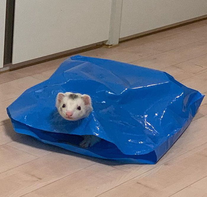 인사이트