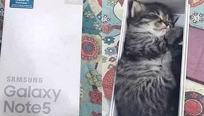 ‘아기 고양이’가 얼마나 작은지 알 수 있는 ‘갤럭시 박스’ 인증샷