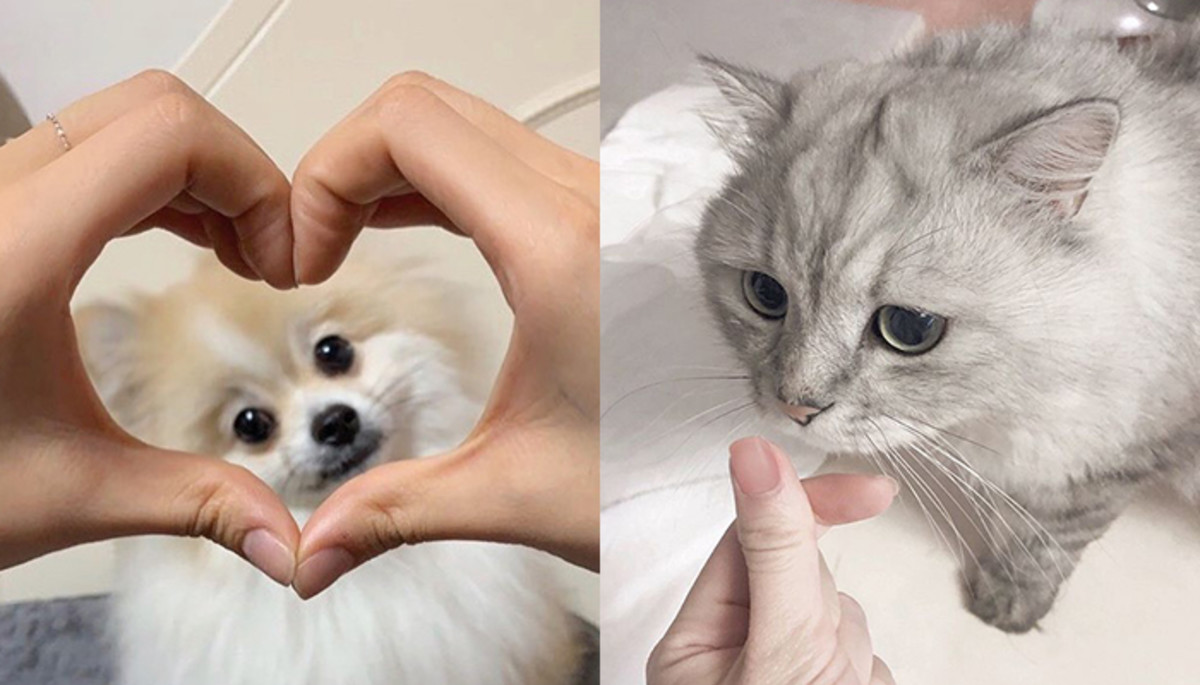 “웃어보개♥” 댕냥이 키우는 주인들 사이 대유행 중인 ‘하트 인증샷’