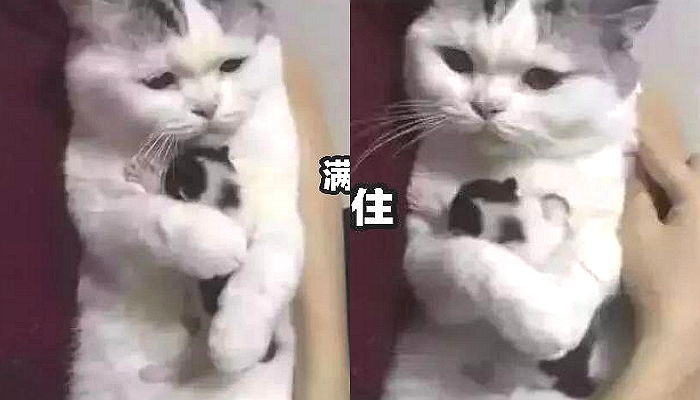 새끼들 다 입양 보내고 ‘마지막 아기’ 뺏기지 않으려 품에 꼭 안은 어미 고양이