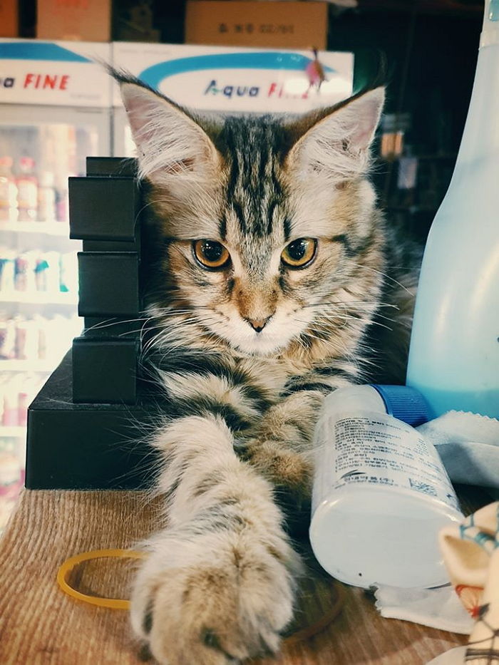 PC방에서 키우는 아기 고양이 죽이고 사체 유기한 01년생 알바생