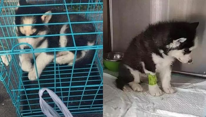 주인한테 버려졌다는 상처에 사람이 부르면 쳐다도 안 보는 아기 허스키