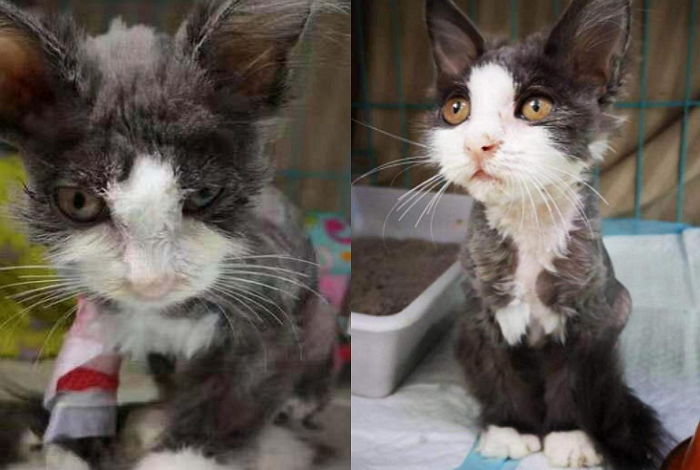 피부병 걸렸다고 버려진 ‘고양이’가 좋은 주인 만나면 벌어지는 일