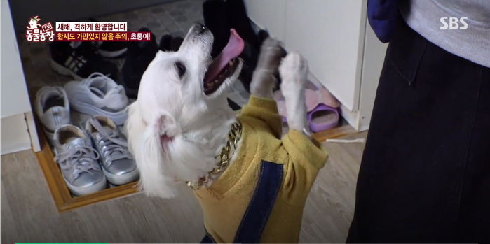 갑자기 주인 바뀐 이유가 ‘자기 잘못’이라 생각해 사람만 보면 미친듯이 애교 부리는 강아지
