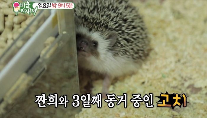 반려동물 고슴도치가 ‘중요 부위’로 계속 파고들어 괴로워한 ‘미우새’ 임원희