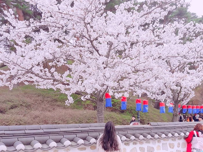 앞으로 딱 두 달만 기다리면 ‘벚꽃비’ 맞으며 데이트할 수 있는 세젤예 ‘경포대 벚꽃길’