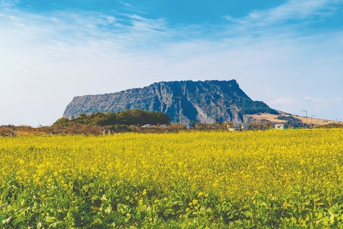 마스크도 없이 남친 만나러 제주도까지 가 활보한 뒤 ‘코로나19’ 확진 판정 받은 대구 여성