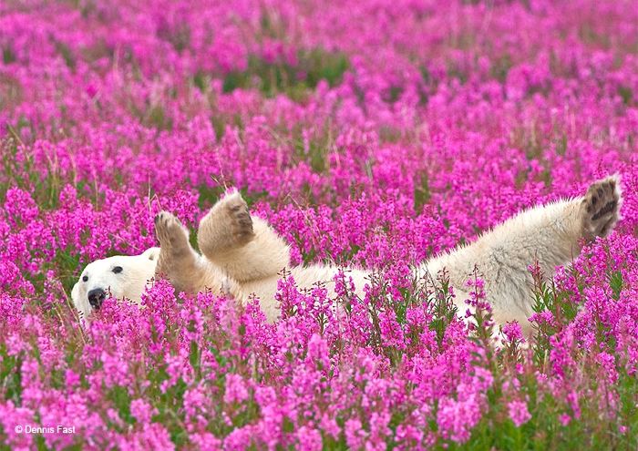 추위 지나고 봄꽃 활짝 피자 ‘꽃밭’에서 세상 행복하게 뒹구는 ‘귀염뽀짝’ 북극곰 (사진 14장)