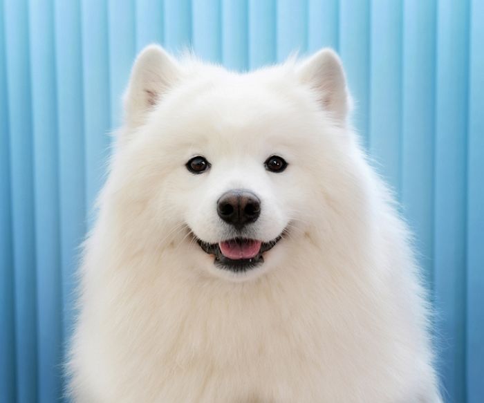 개통령 강형욱이 ‘도톰 귀+젤리 혀’ 때문에 한 번 빠지면 절대 못 헤어나온다 경고한 댕댕이