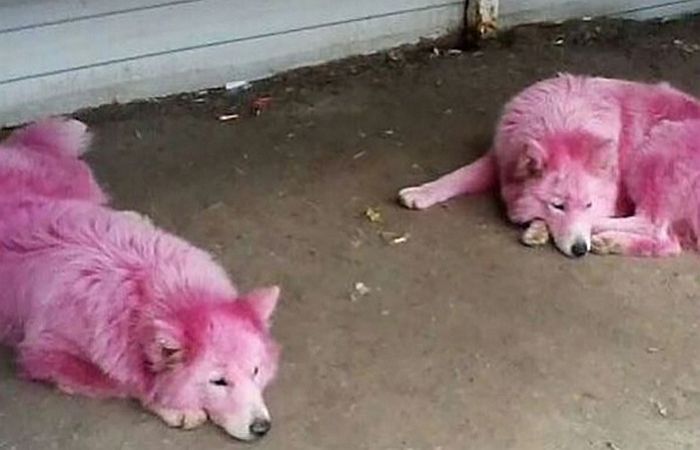 온몸 ‘핑크빛’으로 물들어 버려지고도 사람만 보면 좋아 ‘방긋 웃는’ 강아지들