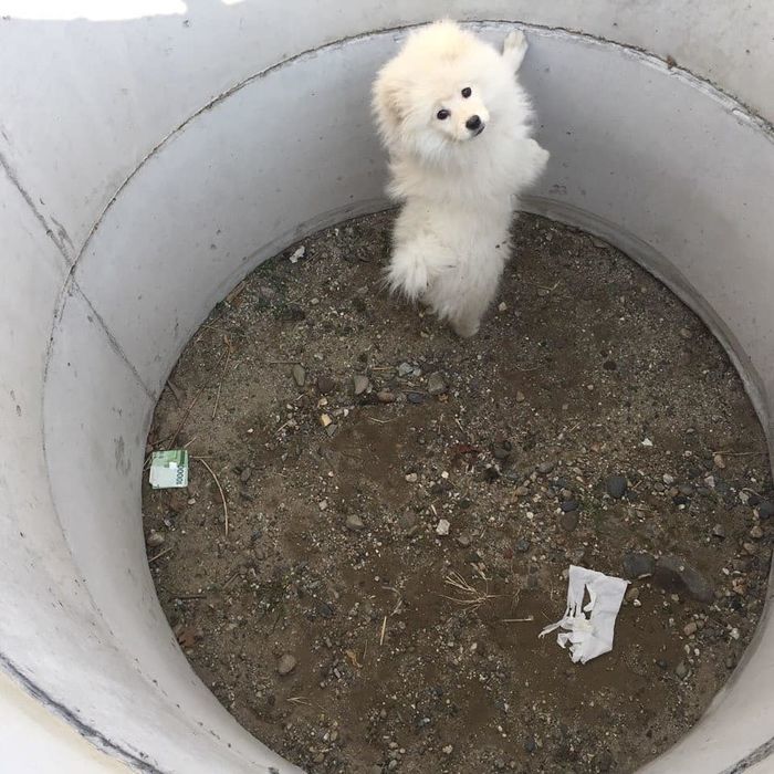 공사장 맨홀에 ‘만원’짜리 한 장과 함께 버려졌던 강아지 ‘럭키’ 근황