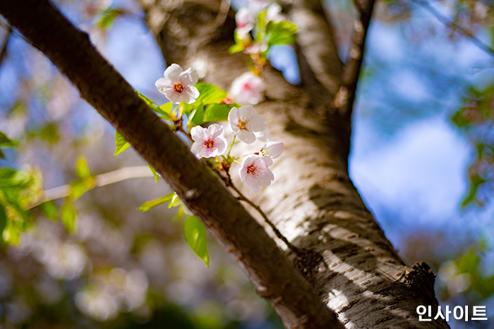 인사이트 / 사진=고대현 기자 daehyun@