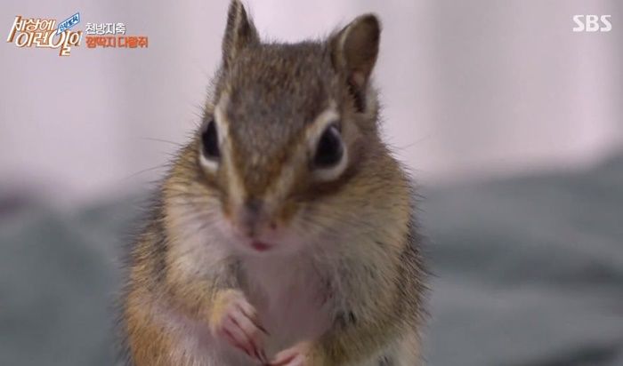주인 너무 좋아해 하루 종일 따라다니며 ‘애교’부리는 ‘주인 껌딱지’ 다람쥐