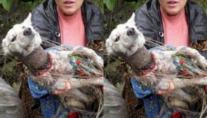 목에 통조림 캔 끼인 채 하수구에서 죽어가던 ‘유기견’이 힘겹게 내뱉은 숨소리