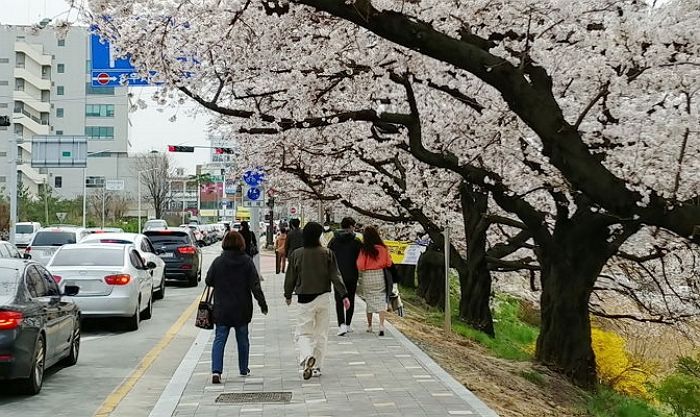 “사회적 거리두기 지금 멈추면 한 달 뒤엔 4만3천명이 코로나 감염된다”