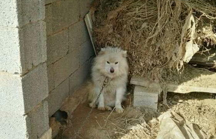 시골 할머니집 가더니 부잣집 댕댕이서 해맑은 ‘똥강아지’로 변한 흰둥이