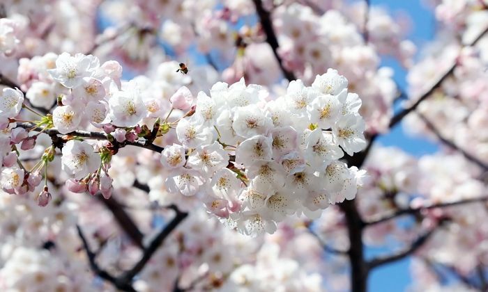 오늘(13일) 전국 곳곳에 비·눈 내려 벚꽃 다 진다