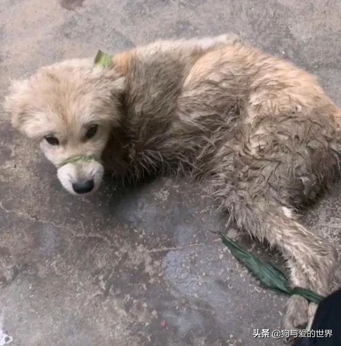 ‘개고기 시장’서 입과 손·발 꽁꽁 묶인 채 구조된 강아지의 처참한 모습