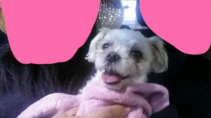 “4년 전에 잃어버렸던 강아지가 드디어 제 곁으로 돌아왔습니다”