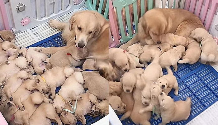 출산 돕다 ‘꼬물이’ 17마리 직접 손으로 받은 주인이 공개한 ‘심쿵’ 사진