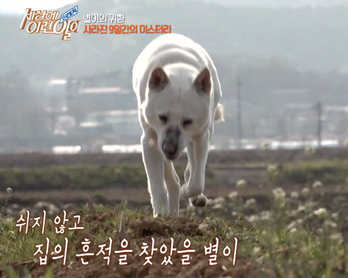 9일 동안 물 한 모금 안 마시고 21km 걸어 주인에게 돌아온 진돗개 ‘별이’의 사연