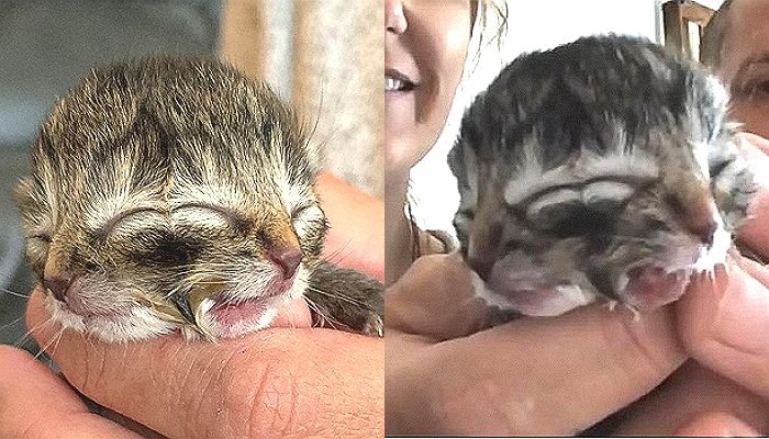 한 몸에 두 머리로 태어난 ‘샴쌍둥이’ 아기 고양이, 3일만에 무지개다리 건넜다