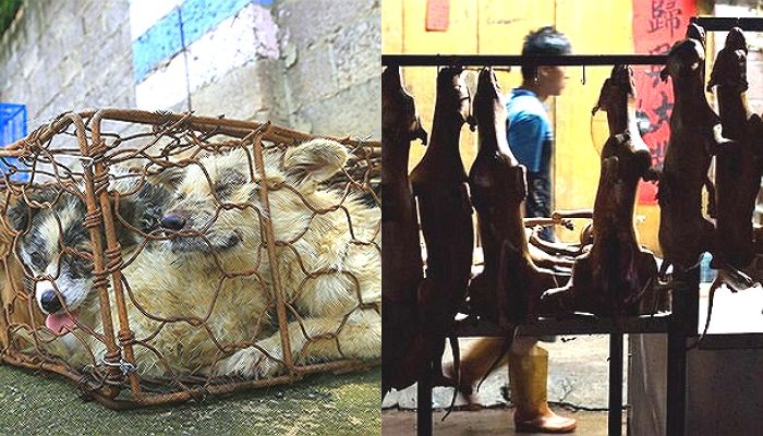 코로나로 아직도 난리인데 강아지 1만 마리 도살하는 ‘개고기 축제’ 여는 중국