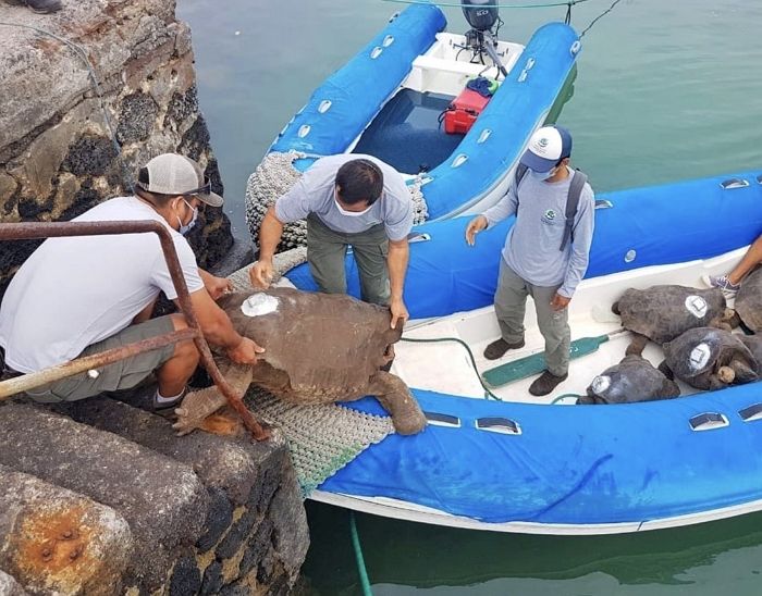 후손만 800마리 둔 ‘갈라파고스 거북’ 디에고, 87년 만에 고향으로 돌아간다