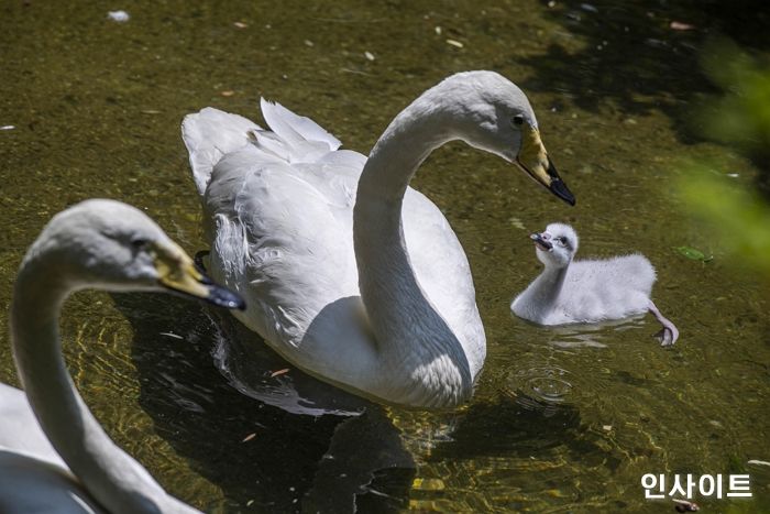 에버랜드 동물원, 천연기념물 큰고니 커플 ‘늦깎이 부모’ 됐다