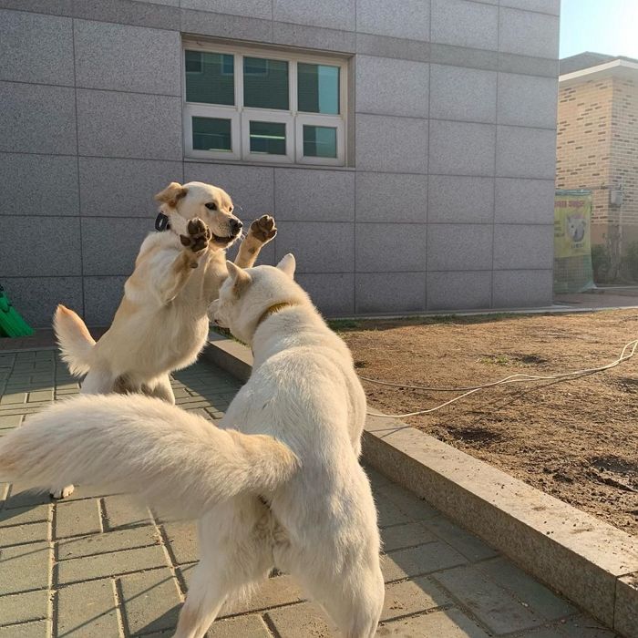 마스코트로 이용한 반려견들 덩치 커지자 ‘유기’ 결정한 경기 포천파출소