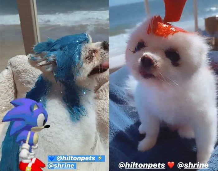 흰색 포메라니안 파란색·분홍색으로 염색시키고 자랑한 패리스 힐튼