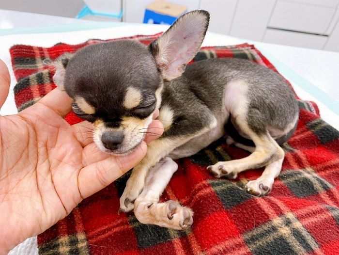 “아빠가 새끼 치와와를 ‘둔기’로 내려친 후 ‘쓰레기봉투’에 넣어 유기했어요”