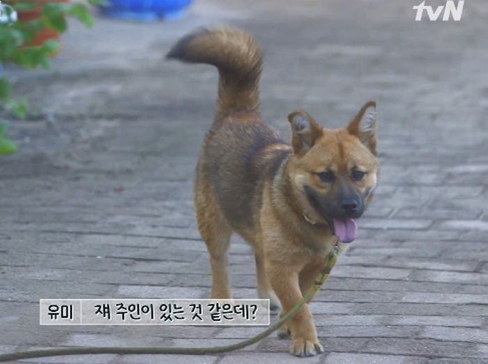 ‘여름방학’ 최우식 마음 훔쳐 간 신 스틸러 ‘시골 댕댕이’ 뽀삐의 심쿵 비주얼