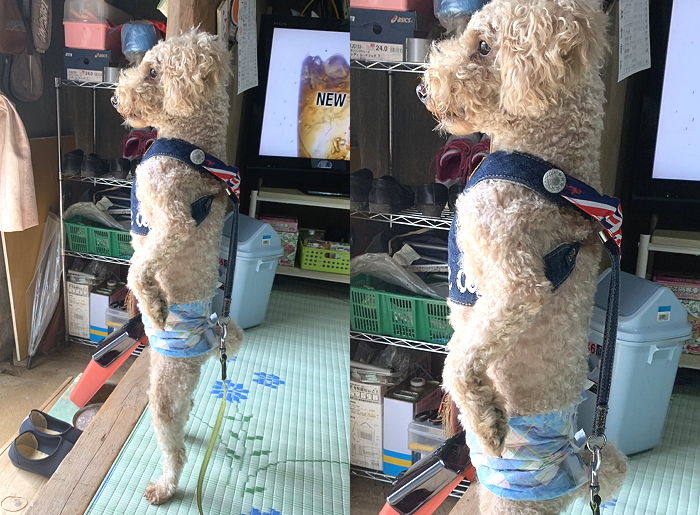 늦게 귀가하는 딸 언제 오나 기다리는 아빠처럼 두 발로 꼿꼿하게 서 있는 ‘엄근진’ 댕댕이