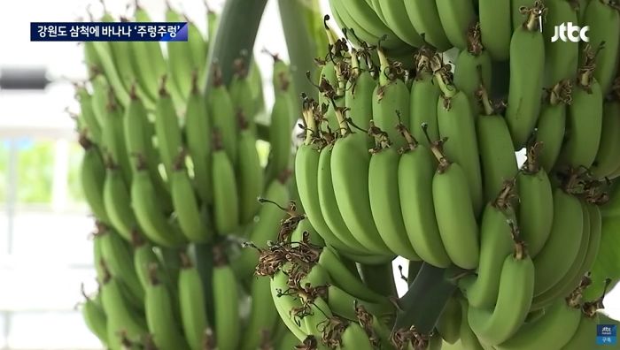 “강원도 삼척서 열대 과일 바나나 ‘주렁주렁’ 열렸다”