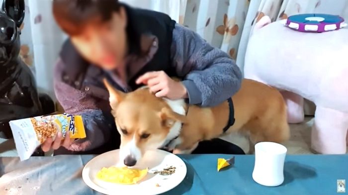 유튜버 코기TV지훈 “후원금으로 ‘불법도박’했다가 3천만원 탕진...활동 잠정 중단”