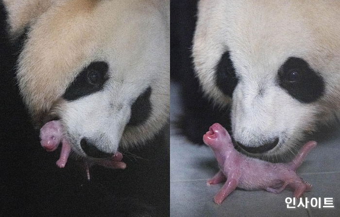 ‘멸종위기종’ 자이언트 판다, 국내서 첫 아기 낳았다