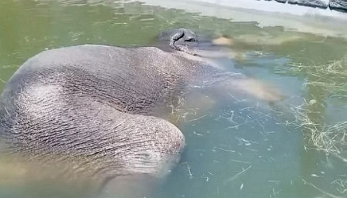 물에 빠져 죽은 줄 알았는데 ‘코’만 쑥 내밀어 낮잠 즐긴 ‘잠수부’ 코끼리