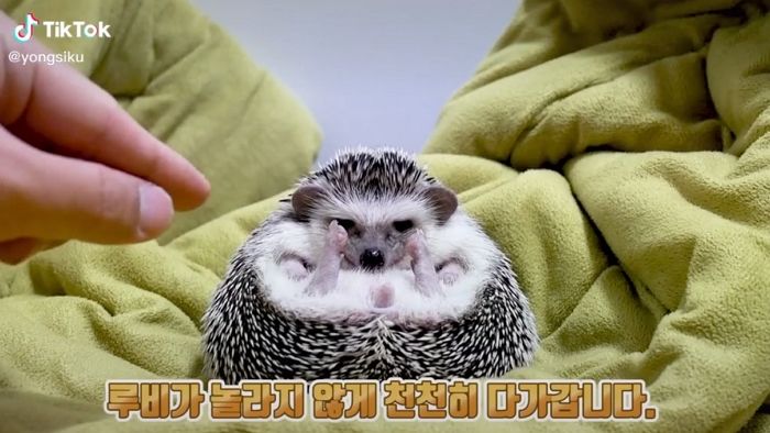 자신이 원래 ‘롱다리’였다는 사실을 이제야 깨달은 고슴도치의 현실 반응