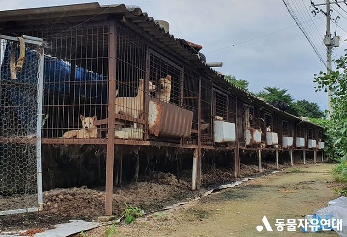 유기견 구조한다며 정부 예산 ‘1억원’ 받아놓고 강아지들 ‘건강원’에 팔아넘긴 보호소