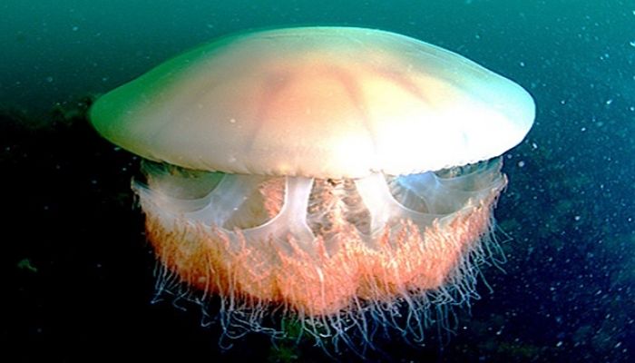 “쏘이면 사망할 수도 있는 ‘맹독성 해파리 떼’가 부산 앞바다에 출몰했다”