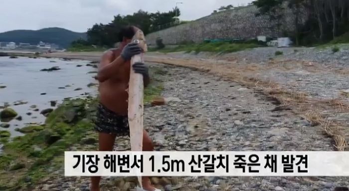 기장 해변에서 길이 1.5m 산갈치가 죽은 채 발견됐다