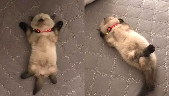 자기가 사람인 줄 알고 ‘팔베개+다리 꼬기’로 집사 빵 터뜨린 ‘묘생 2회차’ 아기 고양이