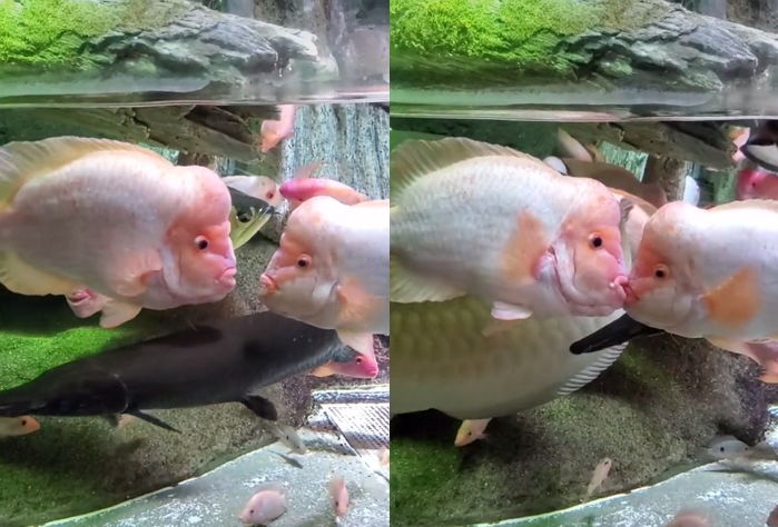 사람처럼 생긴 입술로 눈만 마주치면 키스 퍼붓는 ‘19금’ 커플 물고기