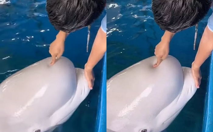 ‘멸종 위기종’ 벨루가 머리 쥐어짜 괴롭히고 “웃어서 너무 귀엽다”는 아쿠아리움 조련사