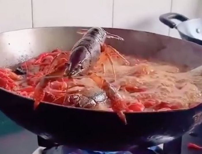 펄펄 끓는 냄비 붙잡고 ‘물구나무’서서 버티다 극적으로 살아난 가재 (영상)