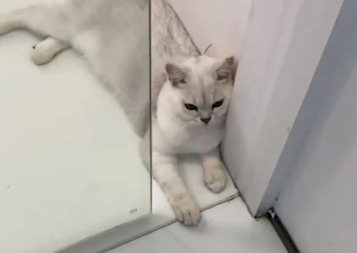 자동문 앞에서 버티고 있다가 앞발 잘린 고양이 영상의 진실