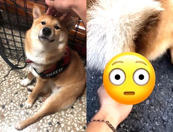 “배변봉투 없는데..” 반려견이 ‘응가신호’ 보내자 맨손으로 대변 받아준 주인