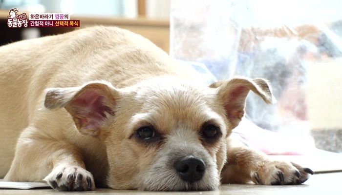 길거리서 구조된 후 주인 없으면 ‘분리불안’에 ‘폭식증’ 증상까지 보이는 강아지